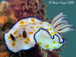 "Ice cream, ice cream, get your ice cream here".....Nudib... by Brian Mayes 